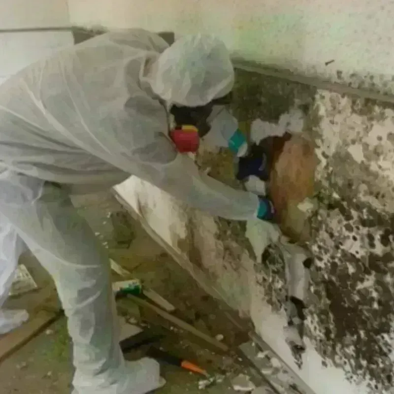 Mold Remediation and Removal in Wood County, TX